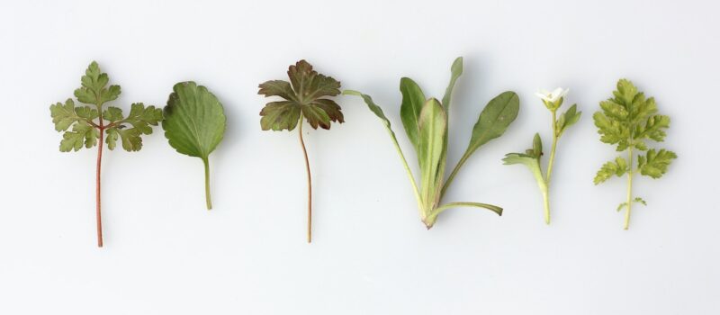 six leafy vegetables
