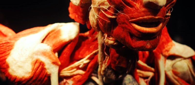 anatomy of man with black background